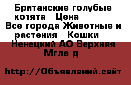 Британские голубые котята › Цена ­ 5 000 - Все города Животные и растения » Кошки   . Ненецкий АО,Верхняя Мгла д.